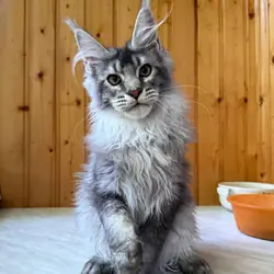 Maine coon