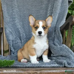 Pembroke Welsh Corgi puppies for sale