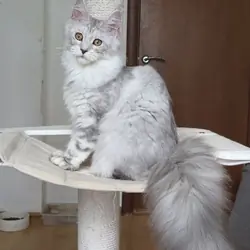 Maine  coon cat