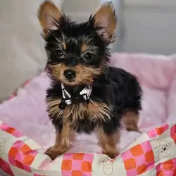 Does anyone want this little girl? Her name is Luc