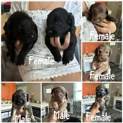 Labradoodle