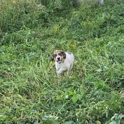 Great Pyreneese/boarder heeler puppy