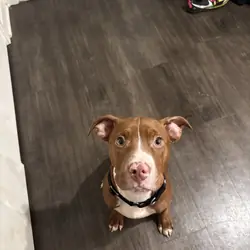 Pitbull puppy