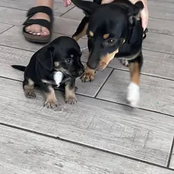 Adorable Chihuahua puppies