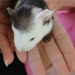 Baby Guinea pigs