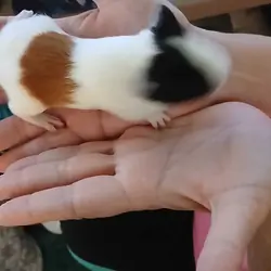 Baby Guinea pigs
