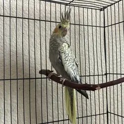 Cockatiel