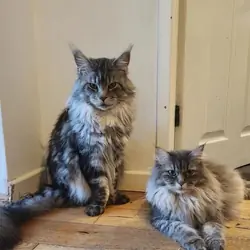 Stuning Maine Coone kittens