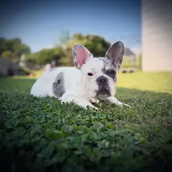 French bulldog (pied male)