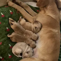 Gorgeous pedigree Golden Retriever Puppies