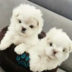 For Sale Beatifull Puppies Maltese