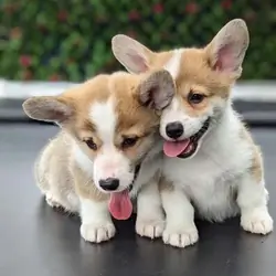 Pembroke Welsh corgi pups