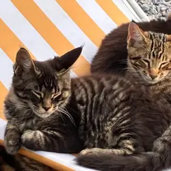 Pure Maine Coon kittens for sale