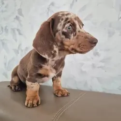 KC registered miniture dachund puppies