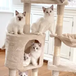 LILAC RAGDOLL KITTENS