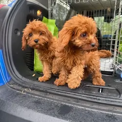 cavapoo pups available