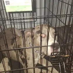 Pup