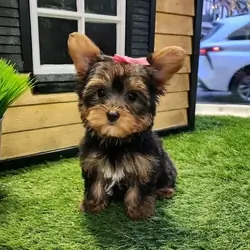 Adorable Yorkie puppies for adoption