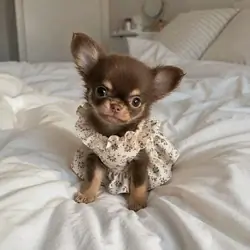 AKC registered Chihuahua puppy ready for adoption