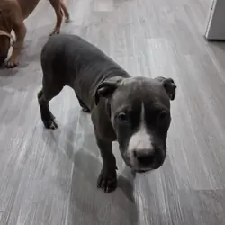 Staffordshire Terriers puppies