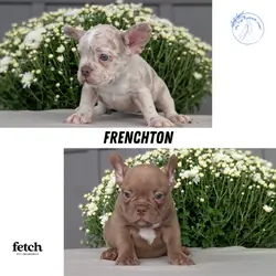 FRENCHTON PUPS