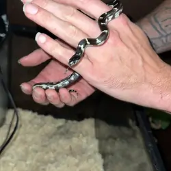 California king snake