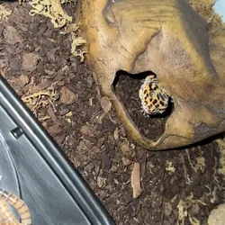 Male gecko
