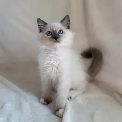 TICA Blue Mitted Ragdoll Boy