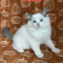 TICA blue bicolor ragdoll girl