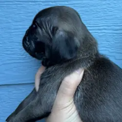 Pug silver