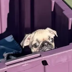 Pug