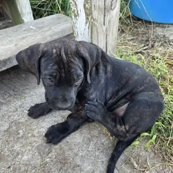 Brazilian Mastiff puppies