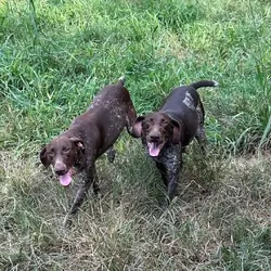 AKC GSP Puppies