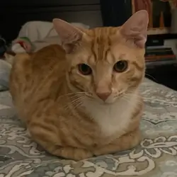 Orange Tabby Kitten