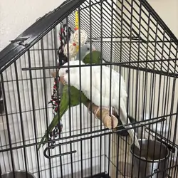 Quaker Parrot