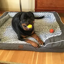 I want a Rottweiler puppy