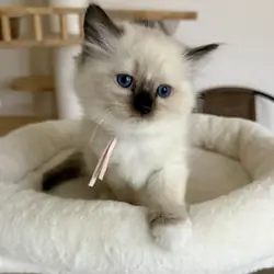 Ragdoll kittens