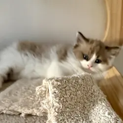 Ragdoll kittens