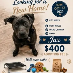 Male Puppy Born 10/12/2025 Pit Mix