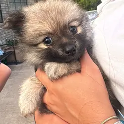 Pomeranian