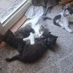 Fluffy adorable kittens