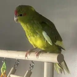 kakariki baby