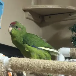 kakariki bird