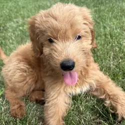 Goldendoodle
