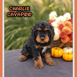 Charlie Male Cavapoo