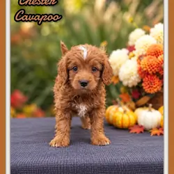 Chester Male Cavapoo