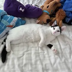 Snowball is looking for a home