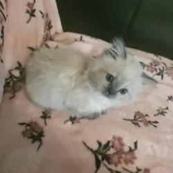 Ragdoll kittens