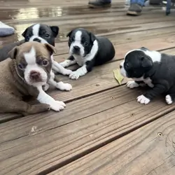 Adorable Boston terrier puppies
