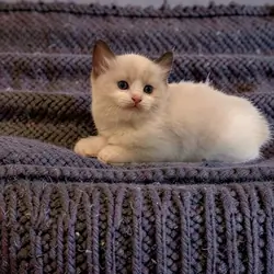 Full Ragdoll kittens